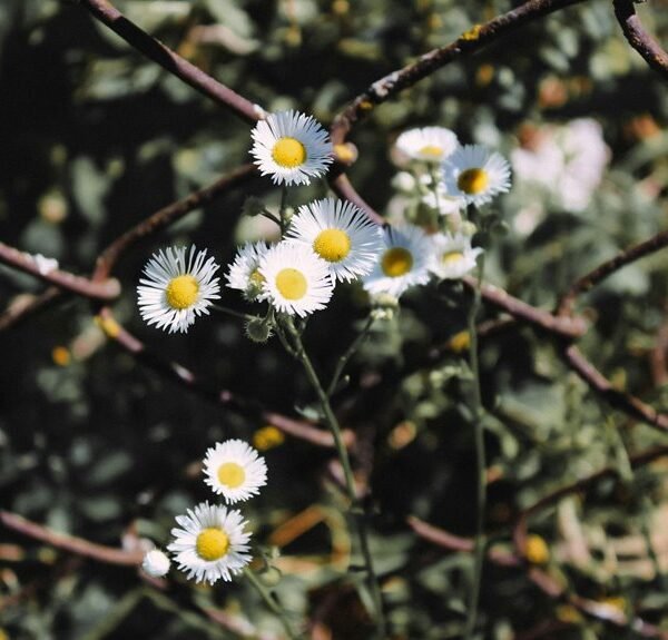 seo growth through link building