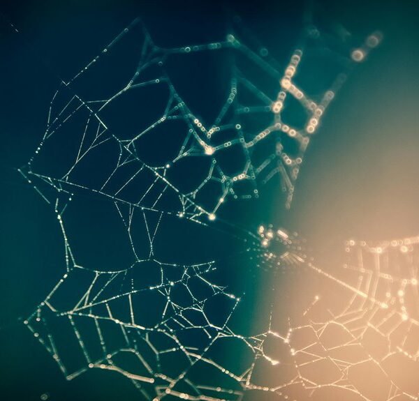 creative web network identifier 913247417